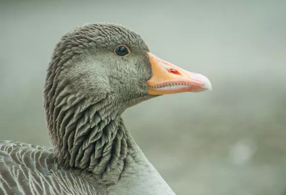 5-stündiger Fotospaziergang im Naturschutzgebiet Riddagshausen bei Braunschweig Bild: 5-stündiger Fotospaziergang im Naturschutzgebiet Riddagshausen bei Braunschweig