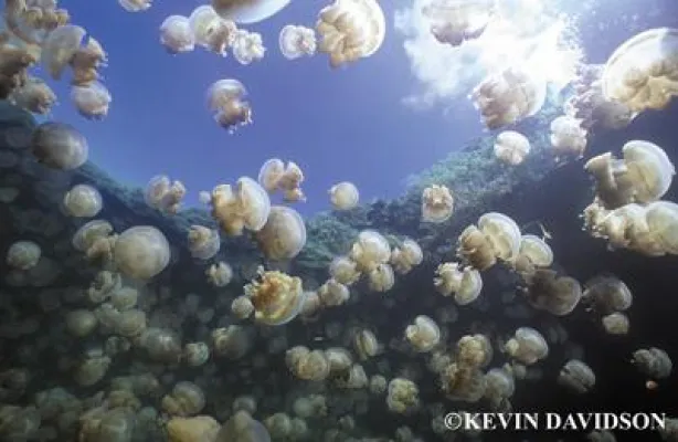 Bild: Kids Sea Camp Palau findet erstmalig im Sommer statt