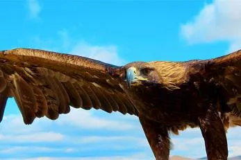 Tierische Begegnungen Bild: Tierische Begegnungen