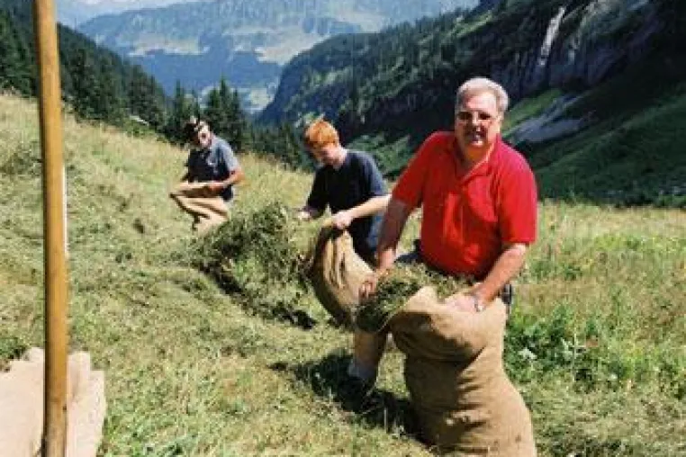 Bild: Heuness - Heuernte im Allgäu