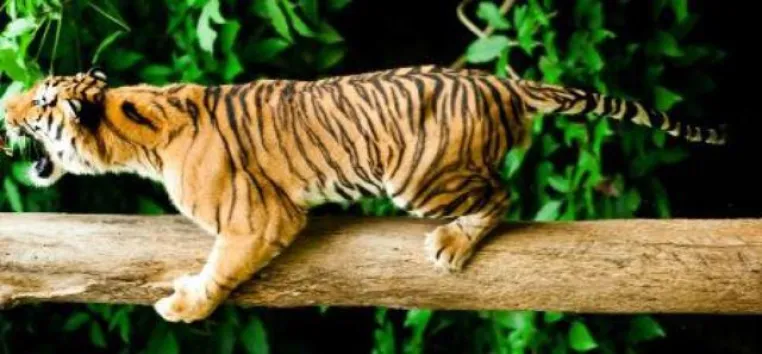 Bild: Johor – Abenteuer in der Natur Malaysias Süden lockt mit toller Landschaft und Vielfalt