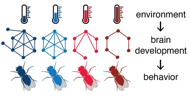 Bild: Temperatur während Entwicklung beeinflusst Vernetzung von Nervenzellen und Verhalten bei Fruchtfliegen