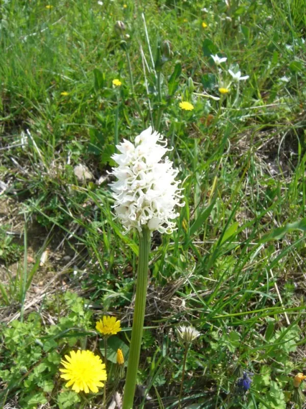 Erfolg des aktiven Naturschutz in La Rogaia. Verloren geglaubte Orchideen kehren wieder in die Olivenhaine von La Rogaia zurück.