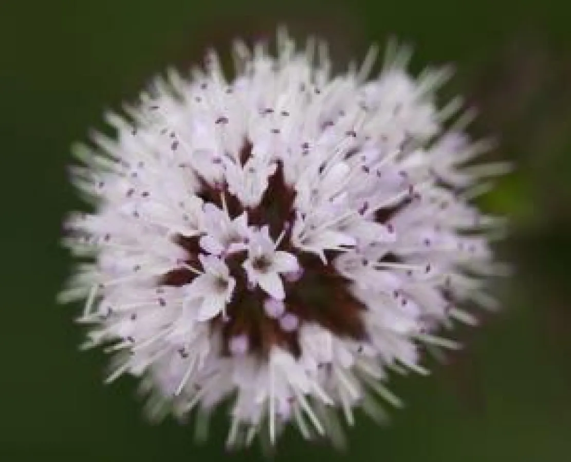 Motive für den Fotowetbewerb können auch Pflanzen wie diese Wasserminze sein. Foto: Wiedamann-Media
