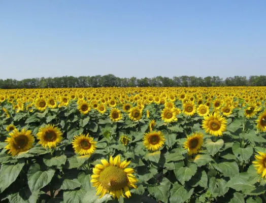 Bild: Agrarinformationssystem Fieldeye: Via App das Feld beobachten