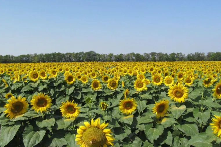 Bild: Agrarinformationssystem Fieldeye: Via App das Feld beobachten