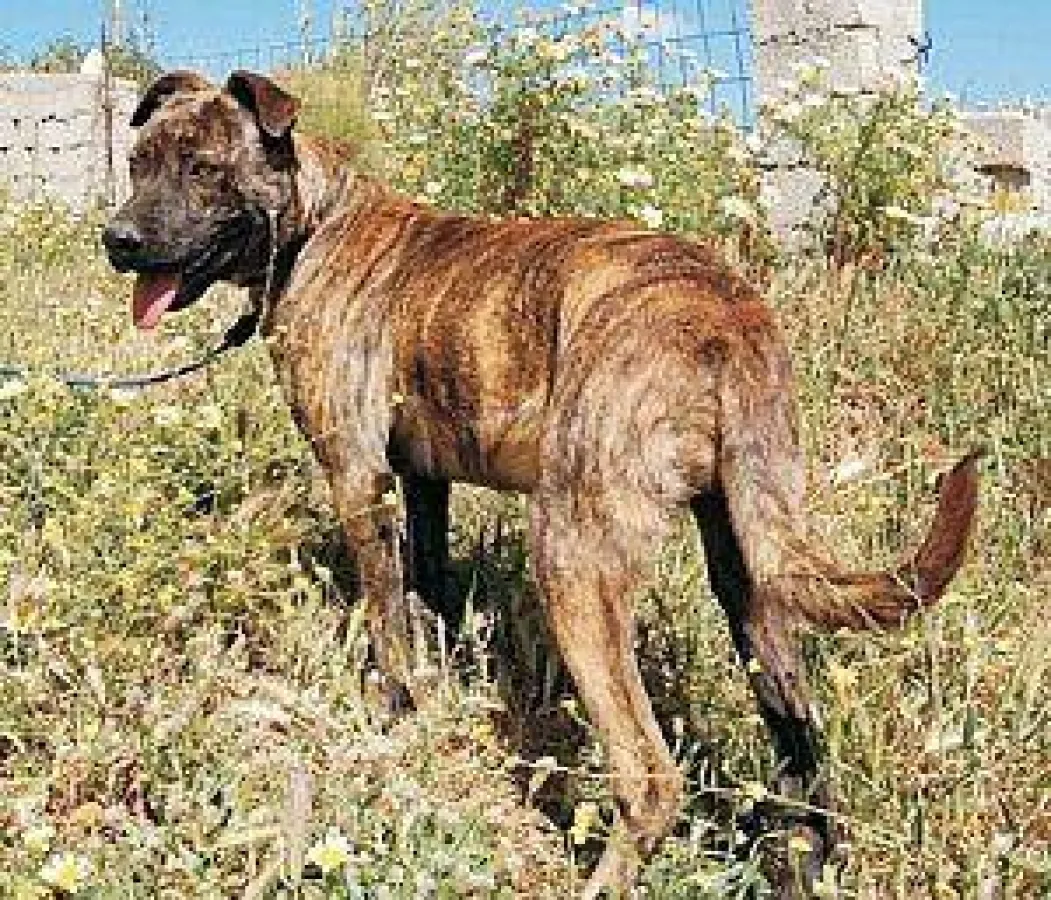 Amadeus, der sanfte Riese aus Griechenland