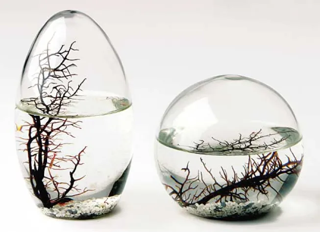 Bild: Ecosphere-Miniaturwelten: Das intelligente Weihnachtsgeschenk