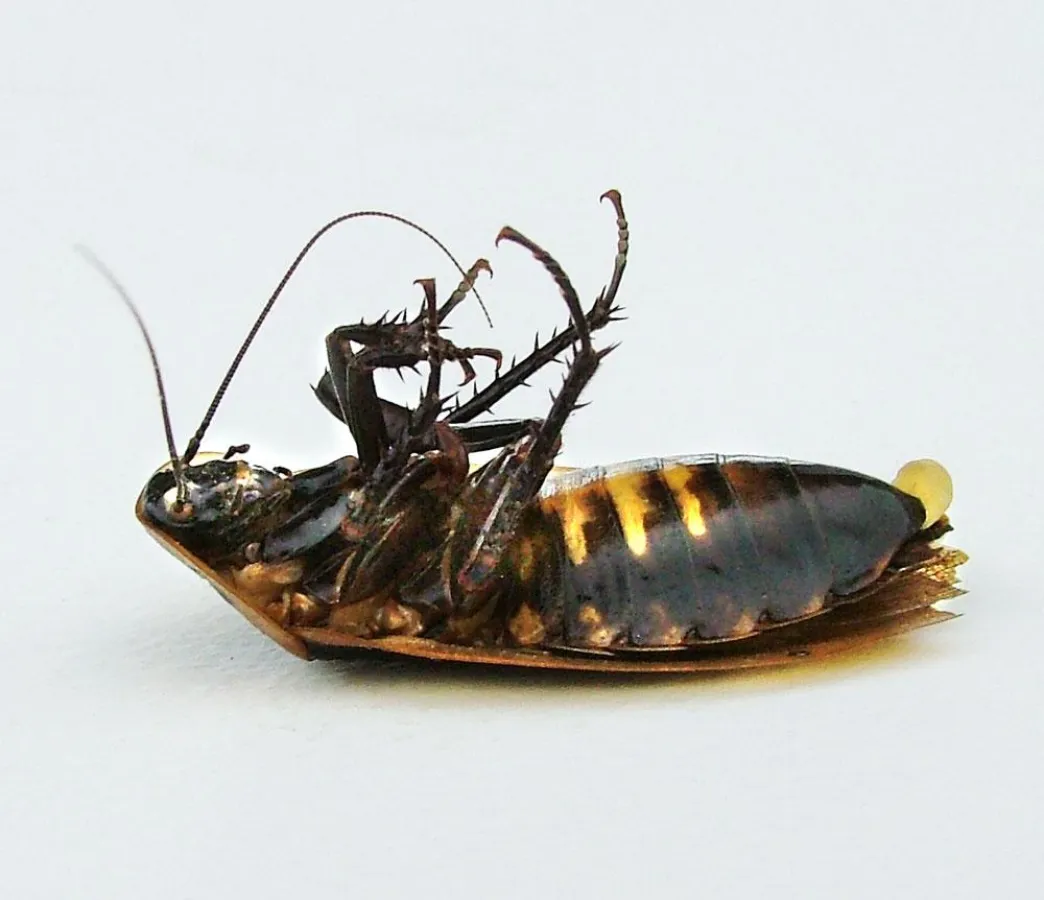 Gegen Schädlinge gibt es Hilfe