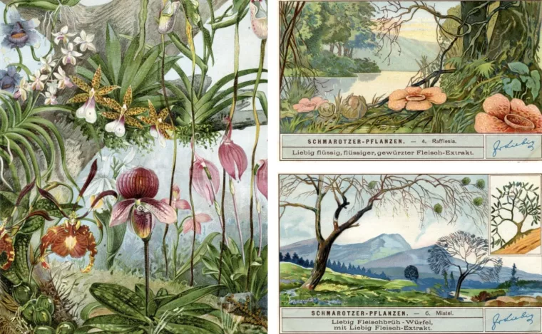 Bild: Kunstvolle Natur: Historische Illustrationen zum Tag des Baumes