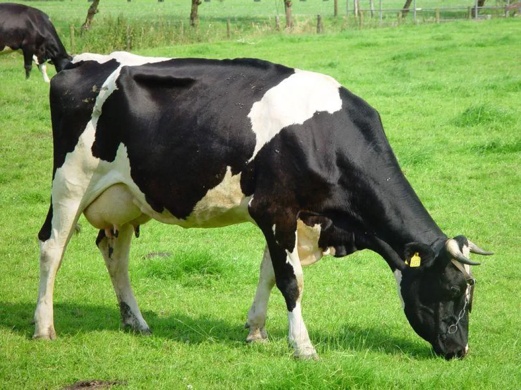 Bildmaterial: Gesunde Haltung - Gesundes Fleisch (Quelle: Wikipedia)
