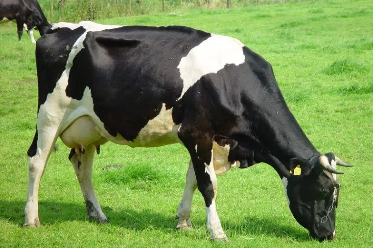 Bild: Gesundheitsförderndes Rindfleisch