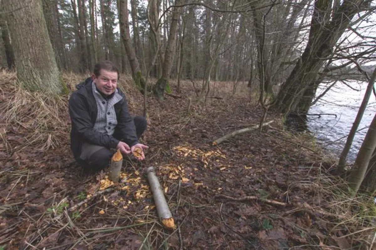 Andreas Landau aus Granzin zeigt die Spuren des Bibers am Seeufer. Foto: Nora Künkler