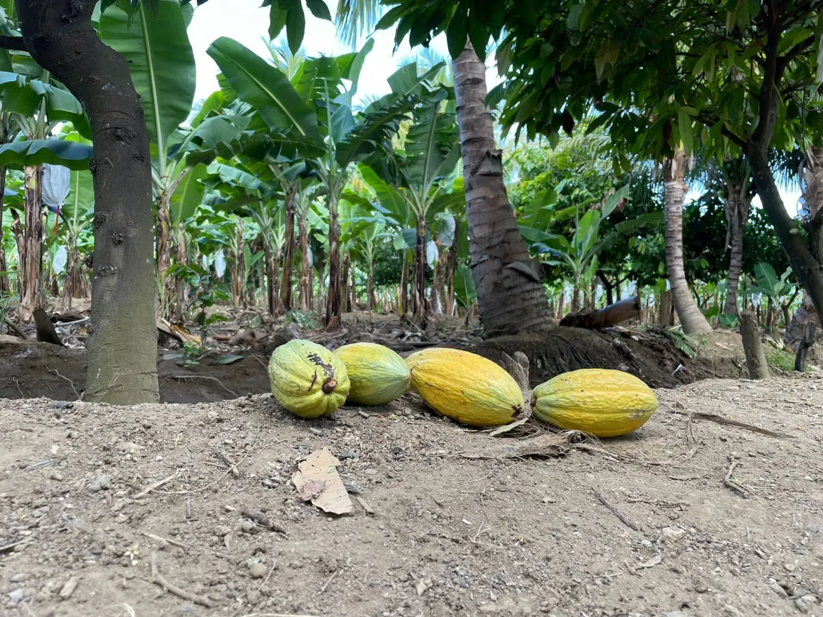 Die EUDR stellt sicher, dass Produkte, wie etwa Kakao, nicht mit Entwaldung in Verbindung stehen. (© OroVerde - N. Grychtol)