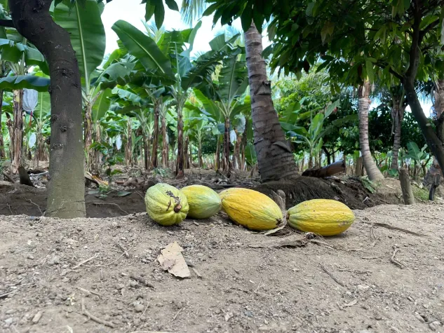 Bild: EU sägt am Wald – und an der eigenen Glaubwürdigkeit