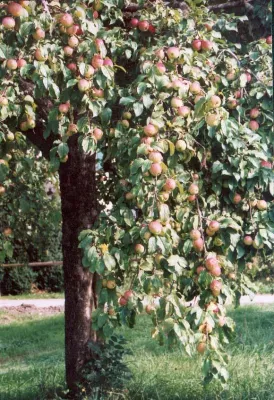 Bild: Jeder Apfel wird gebraucht!