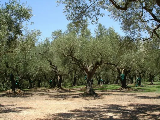 Bild: Landgut macht Gäste zu Olivenbaum-Paten - „Olio Extra Vergine“ vom eigenen Olivenbaum in Süditalien