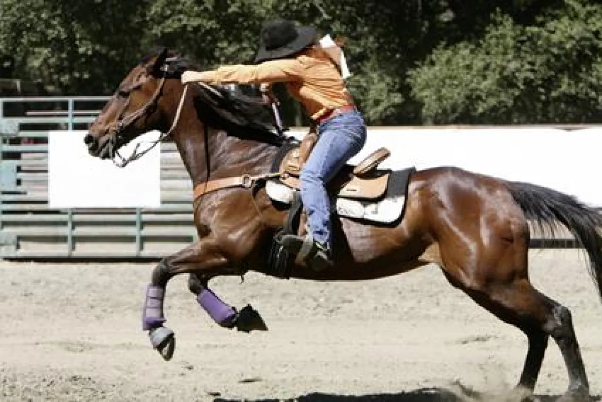 Quarterhorse: Sprint-Spezialist für kurze Strecken.