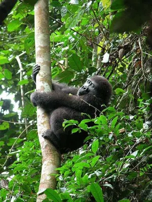 Bild: 2009 wird zum Jahr des Gorillas erklärt