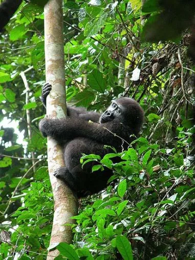 Bild: 2009 wird zum Jahr des Gorillas erklärt