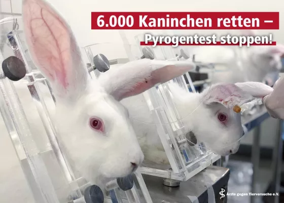 Bild: 6.000 Kaninchen leiden im Tierversuch trotz anerkannter tierversuchsfreier Methode