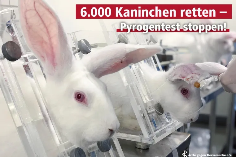 6.000 Kaninchen leiden im Tierversuch trotz anerkannter tierversuchsfreier Methode Bild: 6.000 Kaninchen leiden im Tierversuch trotz anerkannter tierversuchsfreier Methode