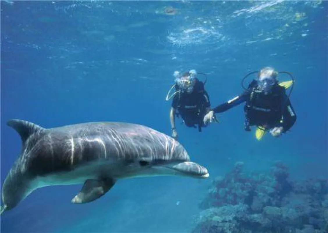 Besonders bei jungen Urlaubern beliebt: Das Dolphin Reef