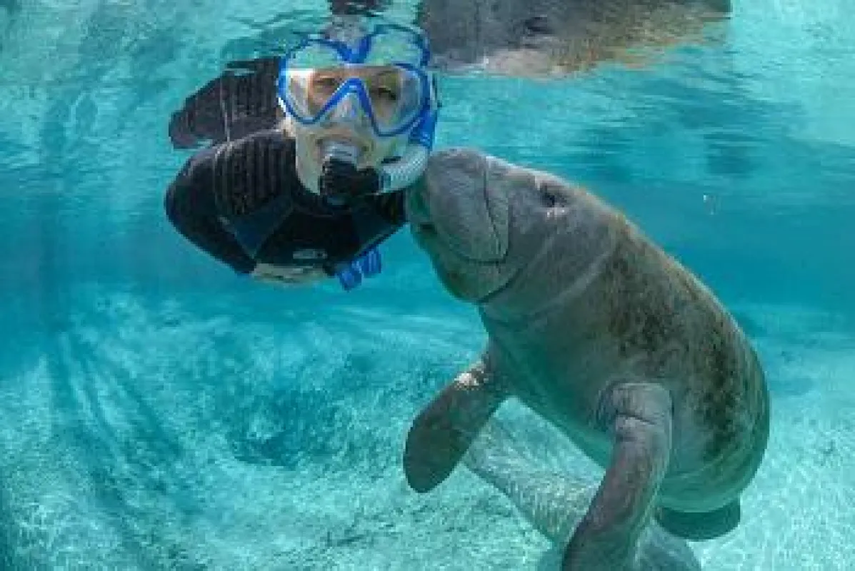 Schnorcheln mit Manatees_copyright Discover Crystal River Florida
