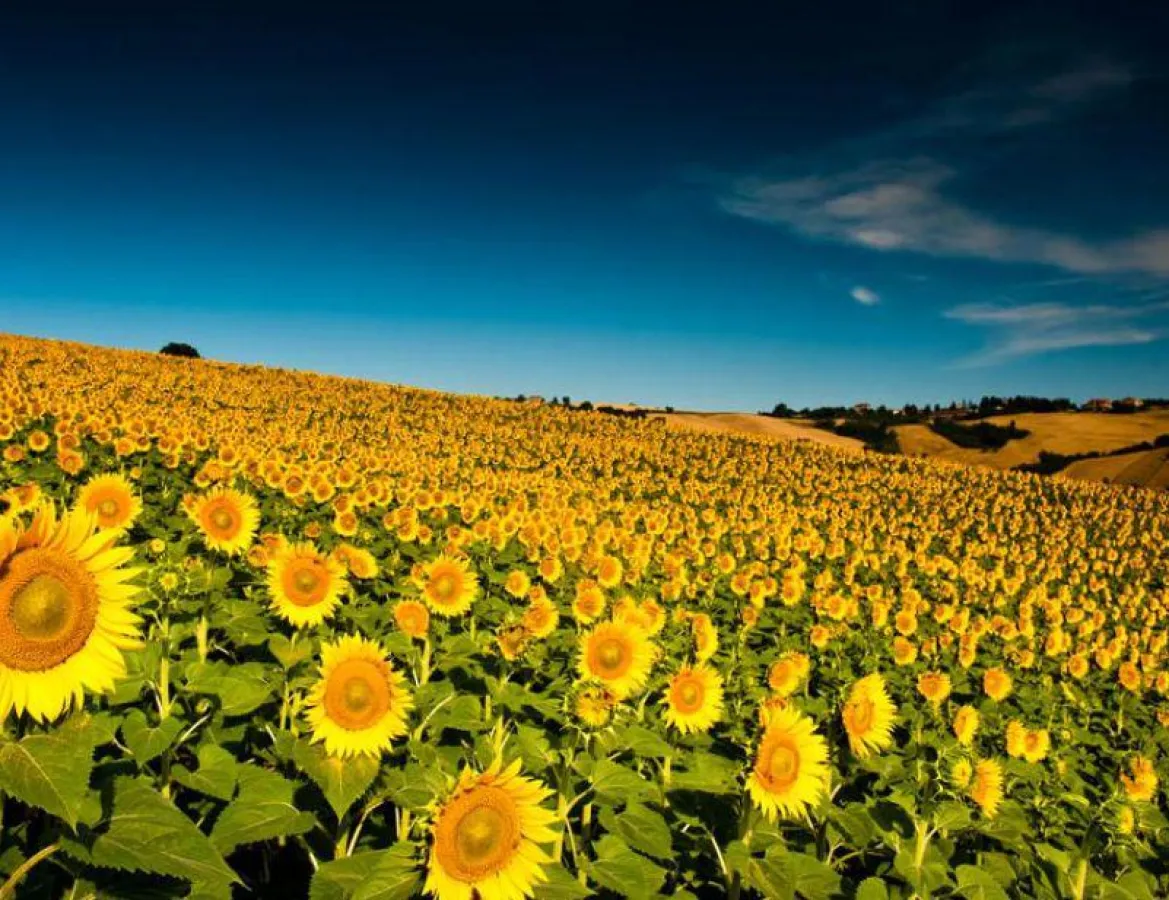 Sonnenblumenfeld in den Marken