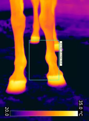 Umstellung eines Pferdes auf das Barhufgehen Bild: Umstellung eines Pferdes auf das Barhufgehen