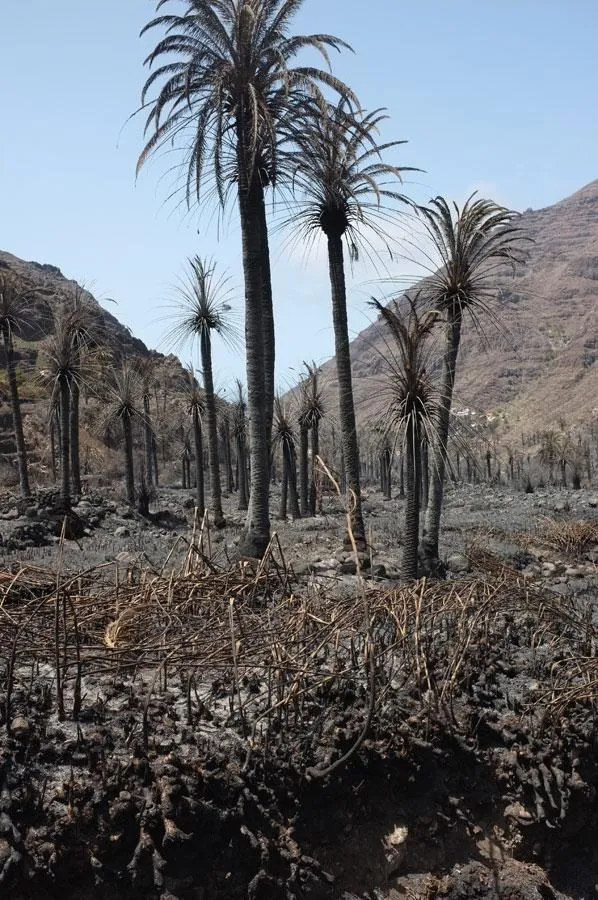 Valle Gran Rey, La Gomera