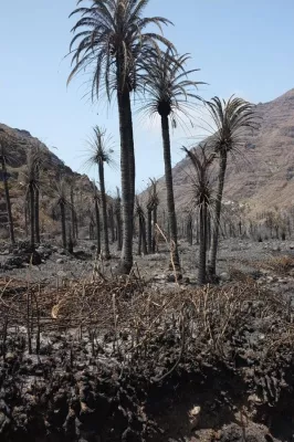 Bild: Palmenprojekt Valle Gran Rey - La Gomera
