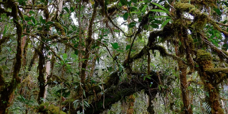 Bild: Natur schützen, um Zukunft zu sichern – LIB appelliert an die Teilnehmenden der UN-Klimakonferenz COP30