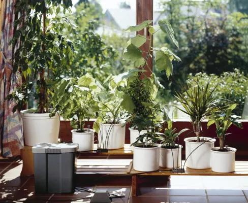 Bild: Wie Zimmerpflanzen den Urlaub überleben: Vier Lösungen zur automatischen Bewässerung