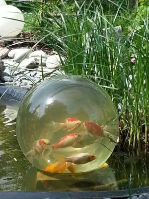 Bild: Neues für den Gartenteich: Kunststoff-Teichkugel Blubb in Gauting vorgestellt