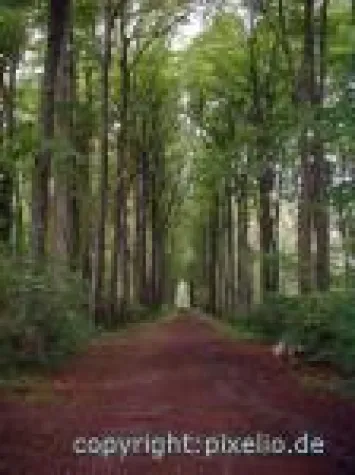 Bild: Über Rinde, Harz und Kaupech als Heilmittel