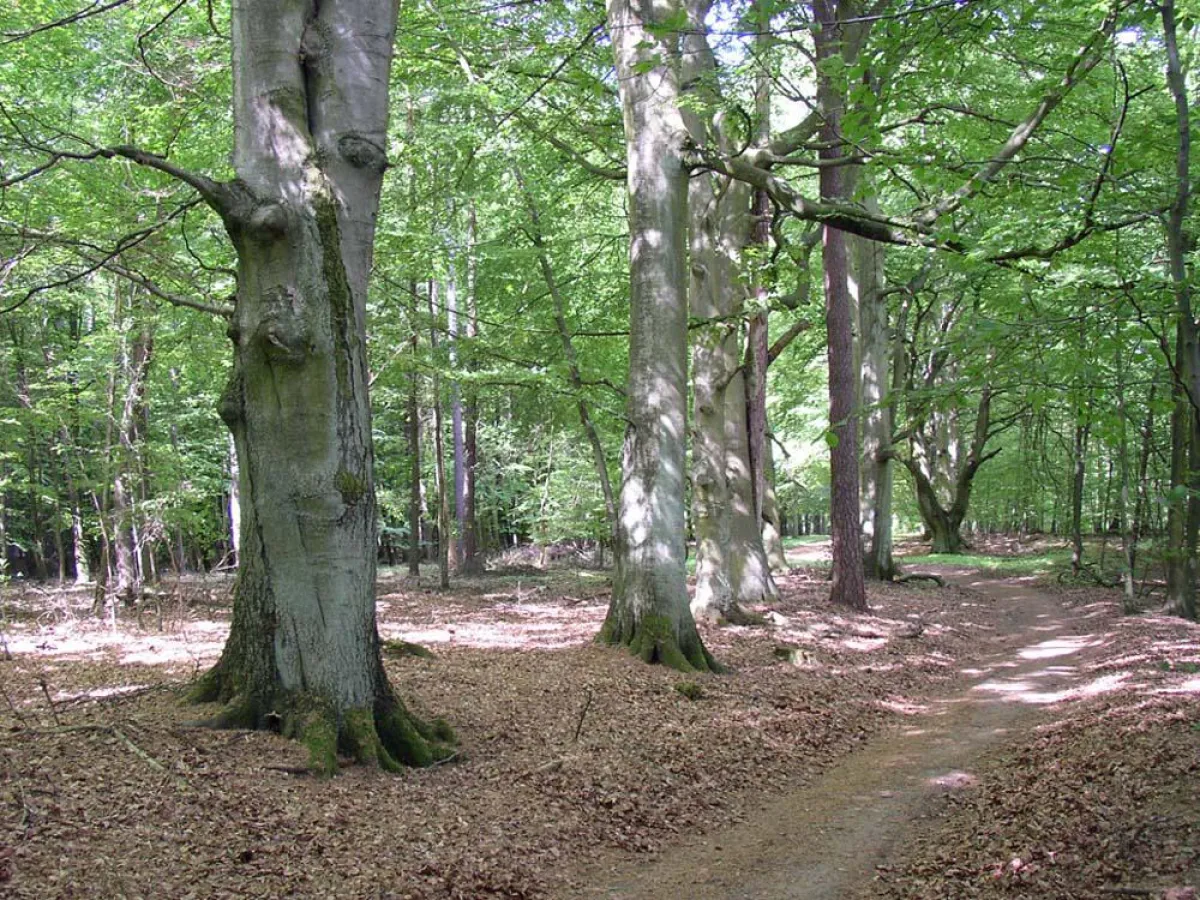 Morsche Bäume müssen aus Sicherheitsgründen weichen