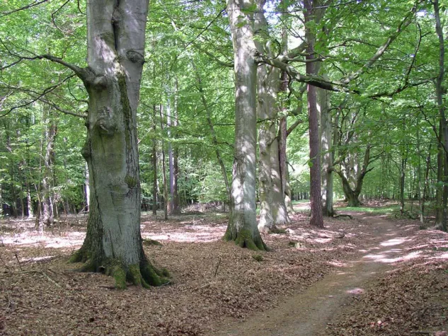 Bild: Bäume haben nasse Füße