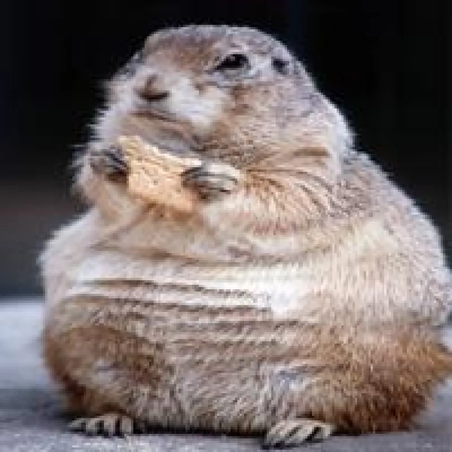 Das Murmeltier gilt als eines der schläfrigsten Lebewesen