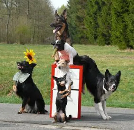 Bild: Die Trick Dogs von der Markus Mühle: Endspurt - wer wird SUPERPFOTE® 2010?