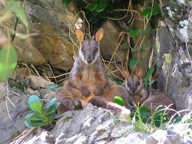 Bild: Kleines Felskänguru in großer Not