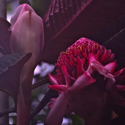 Bildgestaltung – Fotokurs für Einsteiger im Palmengarten Frankfurt, 02.08.2009 Bild: Bildgestaltung – Fotokurs für Einsteiger im Palmengarten Frankfurt, 02.08.2009