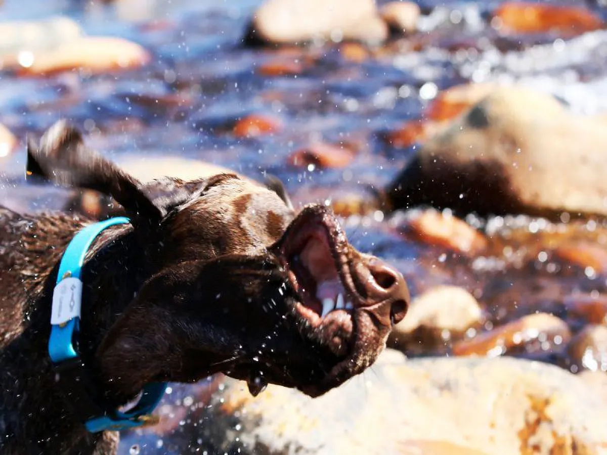 Mehr Sicherheit für Hundebesitzer: Der personalisierte Notfallring RSQ-ID