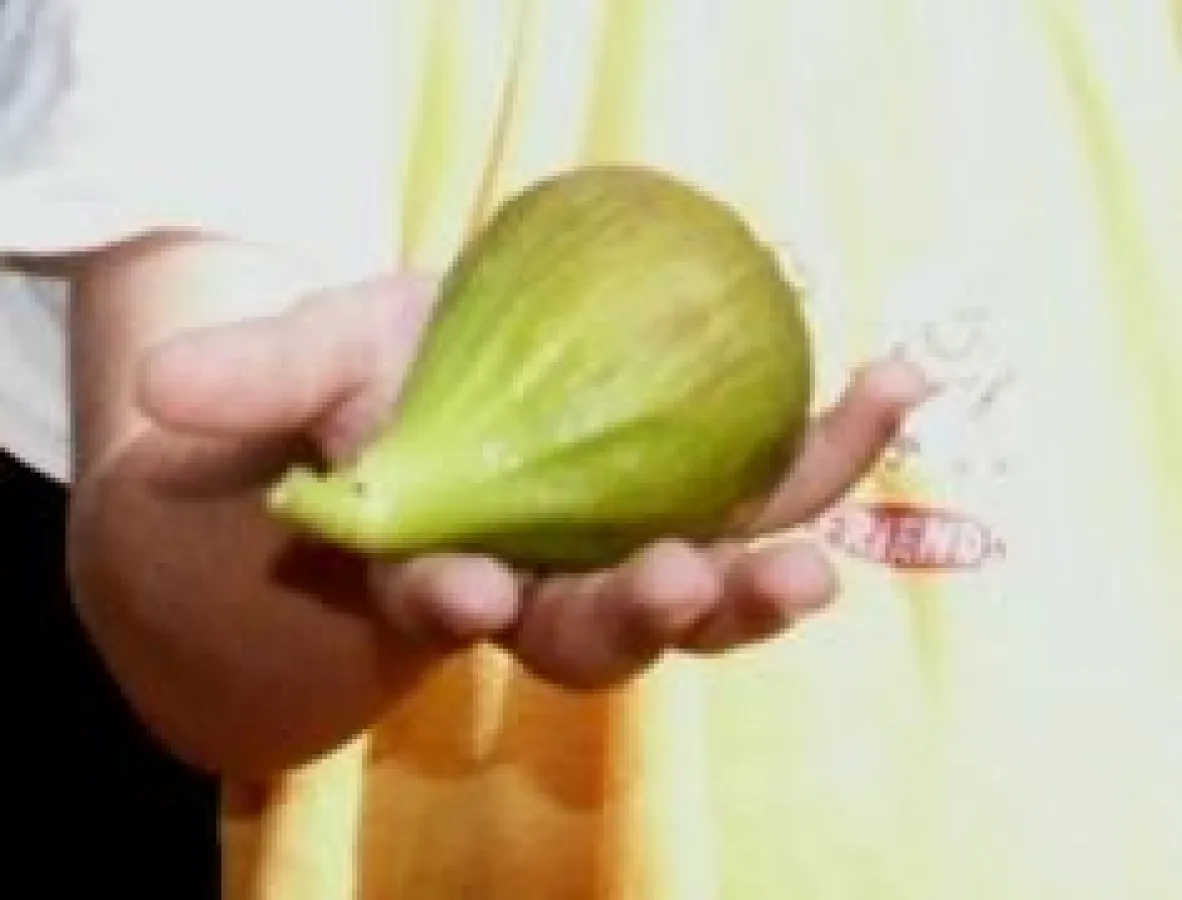 In den USA wird diese Feigensorte 