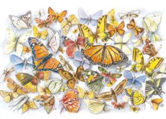 Bild: 9999 Kunstdrucke helfen Schmetterlinge zu schützen – La Mariposa e.V. veranstaltet ungewöhnliches Gewinnspiel