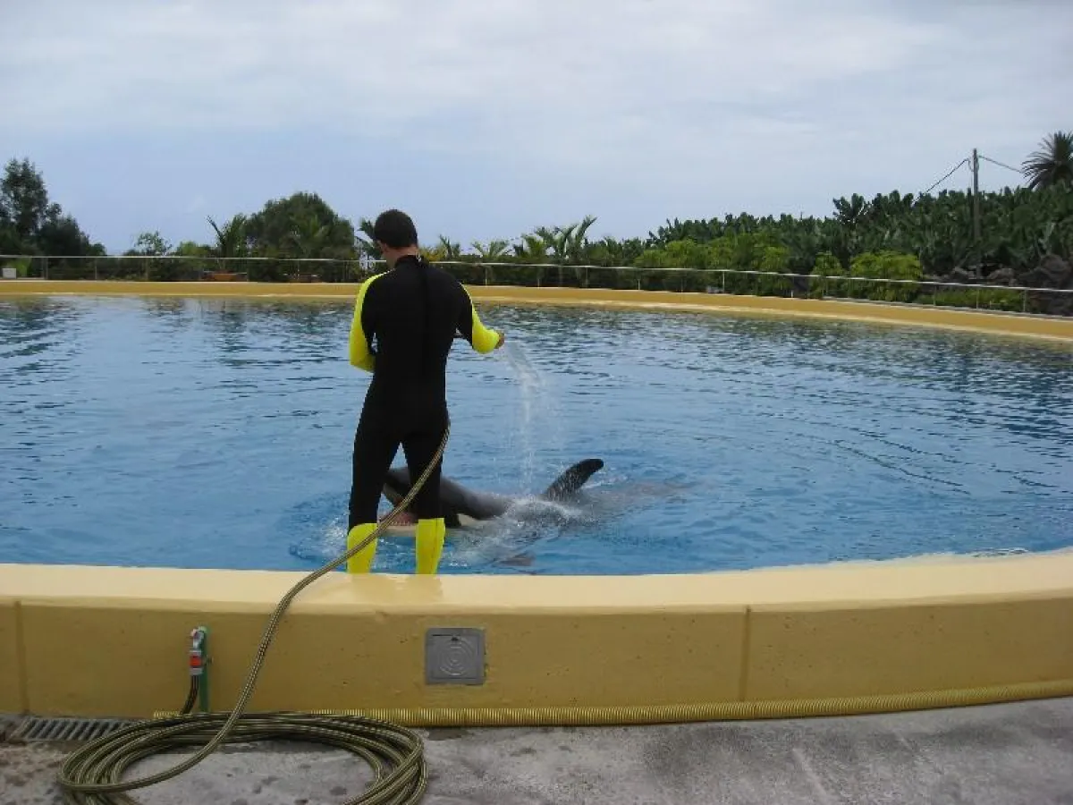 Loro-Park Orca  (Foto WDSF)