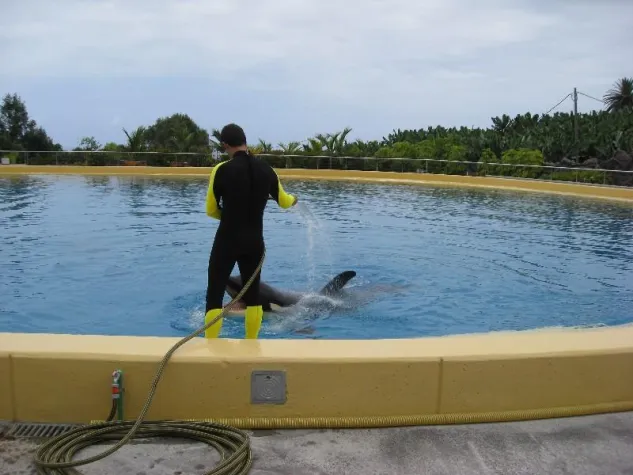 Bild: Killerwale sollen nach beinah tödlichem Unfall aus Loro-Park in Teneriffa verbannt werden