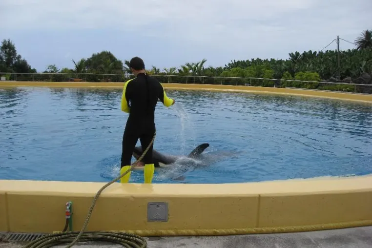Killerwale sollen nach beinah tödlichem Unfall aus Loro-Park in Teneriffa verbannt werden Bild: Killerwale sollen nach beinah tödlichem Unfall aus Loro-Park in Teneriffa verbannt werden