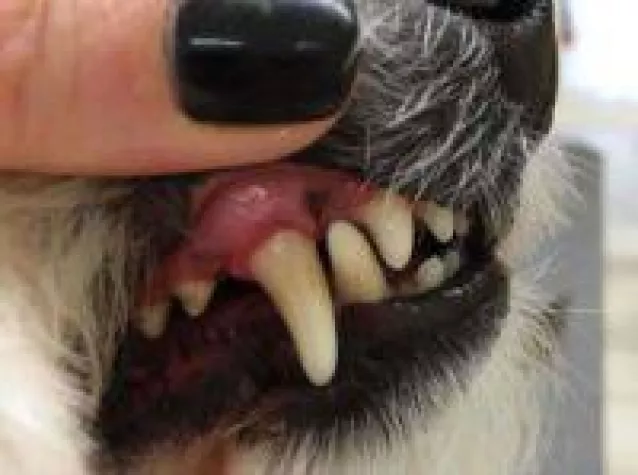 Bild: Ultraschall Zahnreinigung im Hundesalon Ziborich