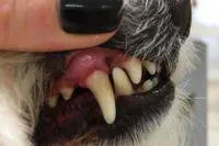 Bild: Ultraschall Zahnreinigung im Hundesalon Ziborich